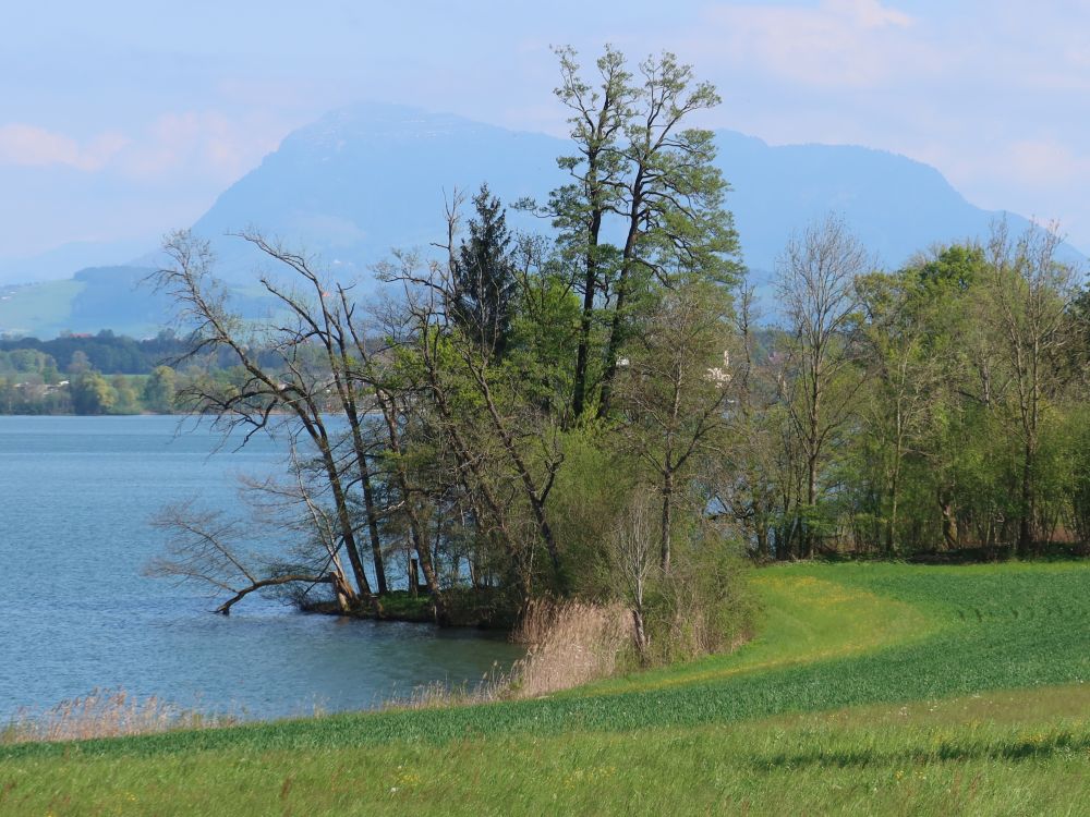 Baldeggersee mit Rigi