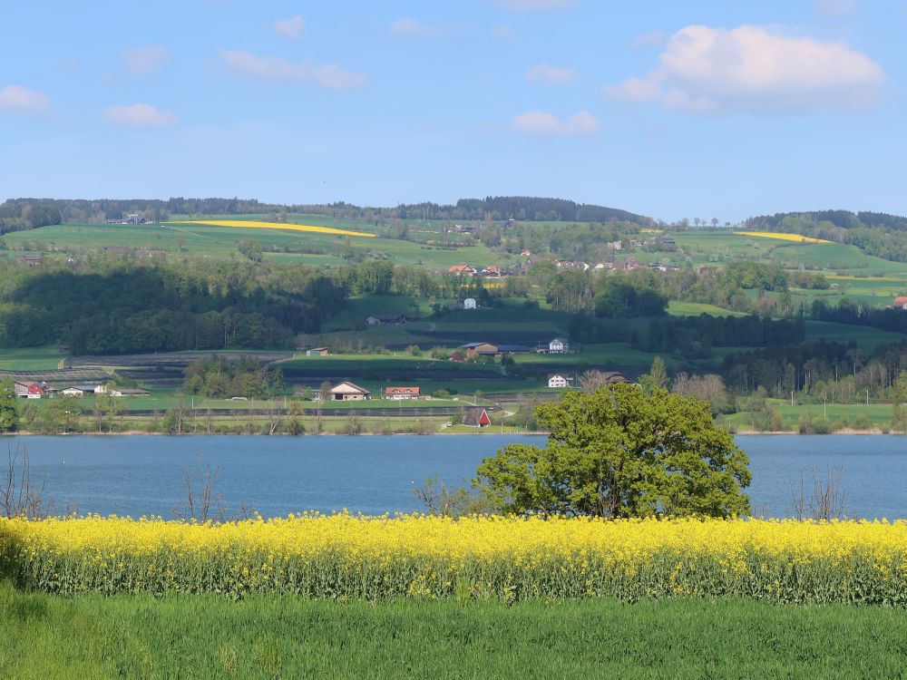 Rapsfeld am Seeufer