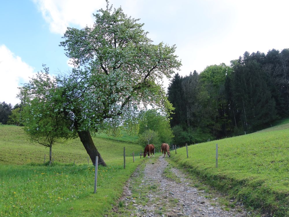 Pferde versperren den Weg