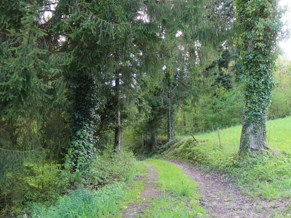 Waldweg