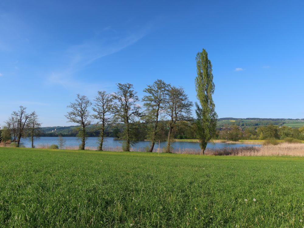 Baumgruppe am Südufer