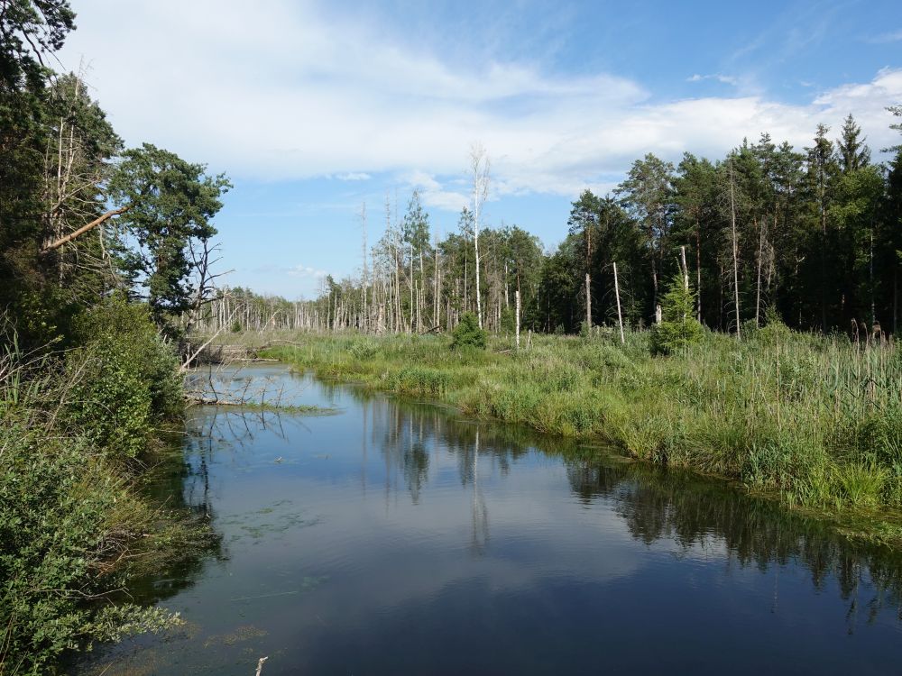 Moorlandschaft