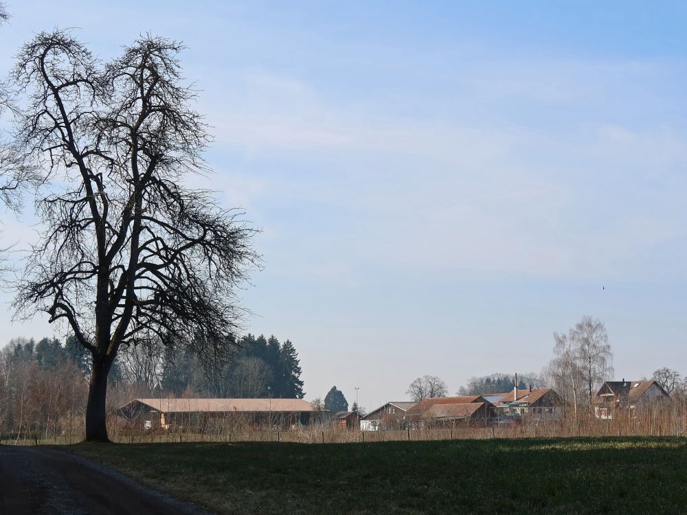 Baum bei Ast