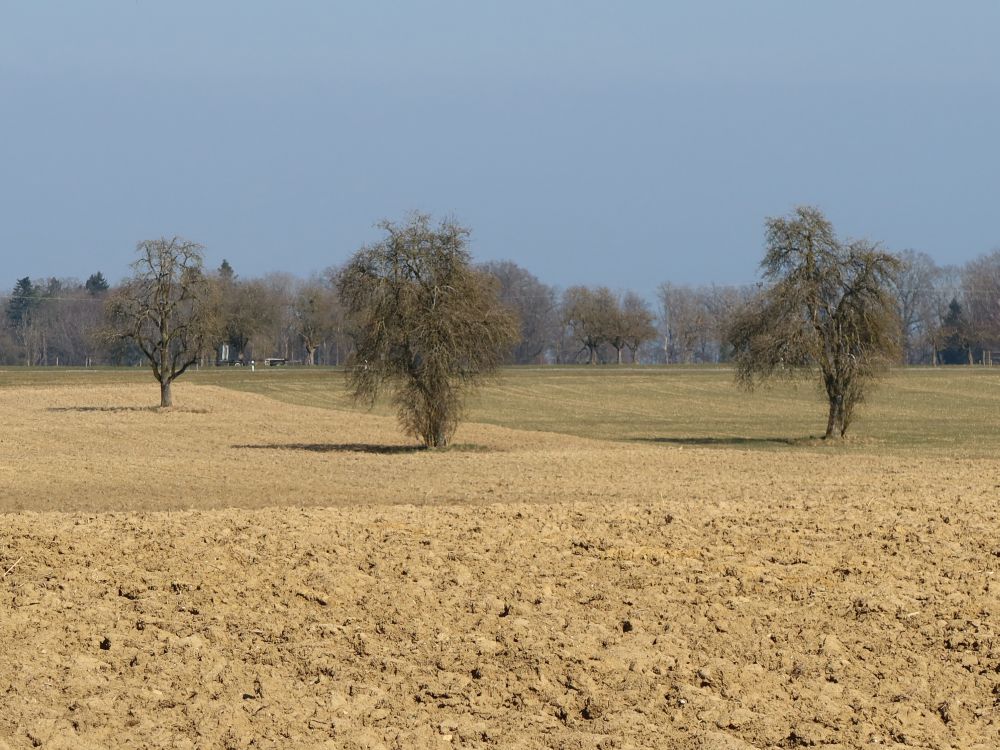 kahle Bäume auf kahlem Acker