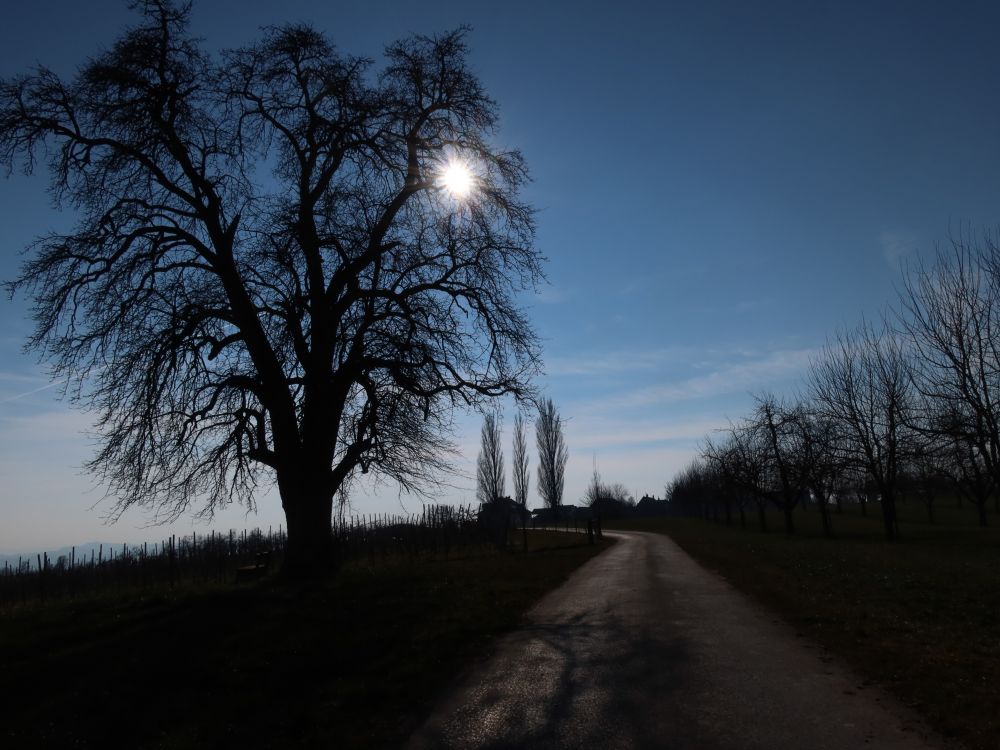 dunkler Baum im Gegenlicht