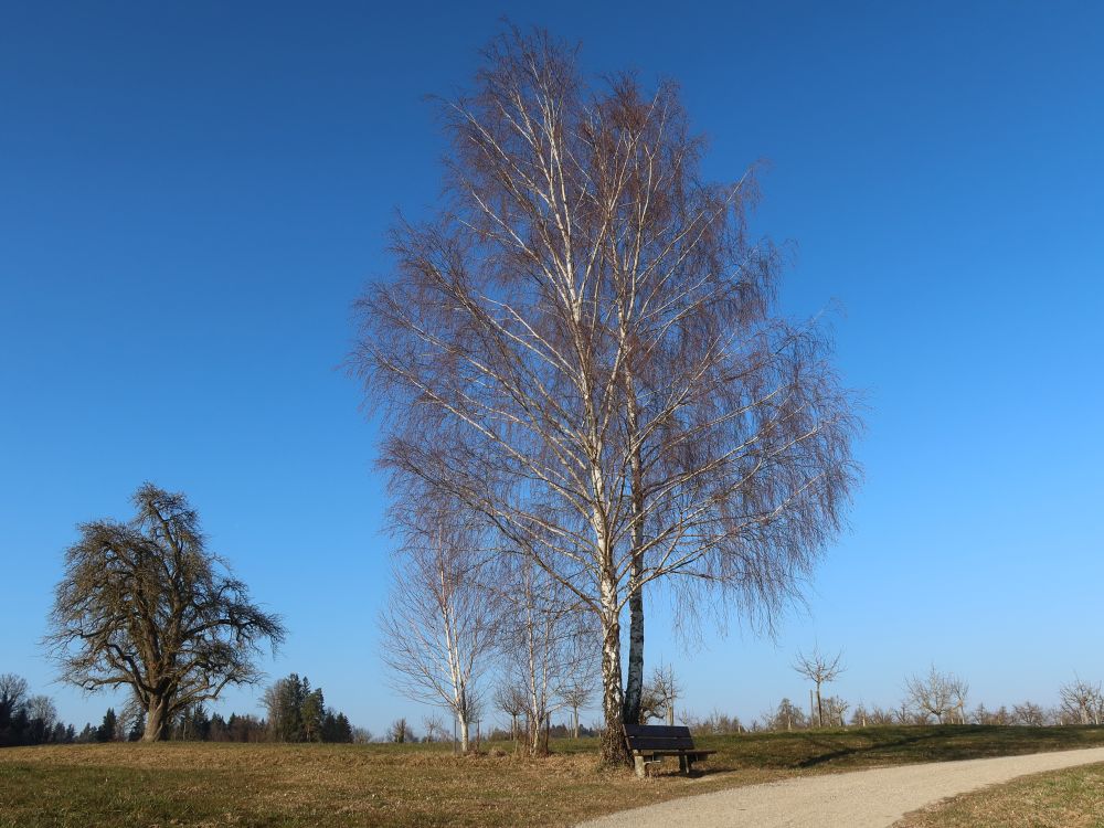 Sitzbank unter Birken