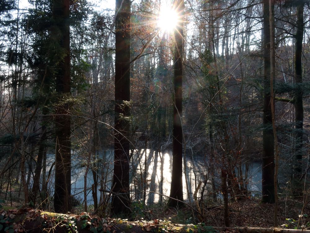 Teich im Tobelholz im Gegenlicht