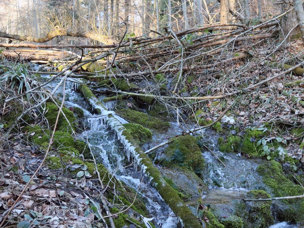 Tobelbach mit Eiszapfen