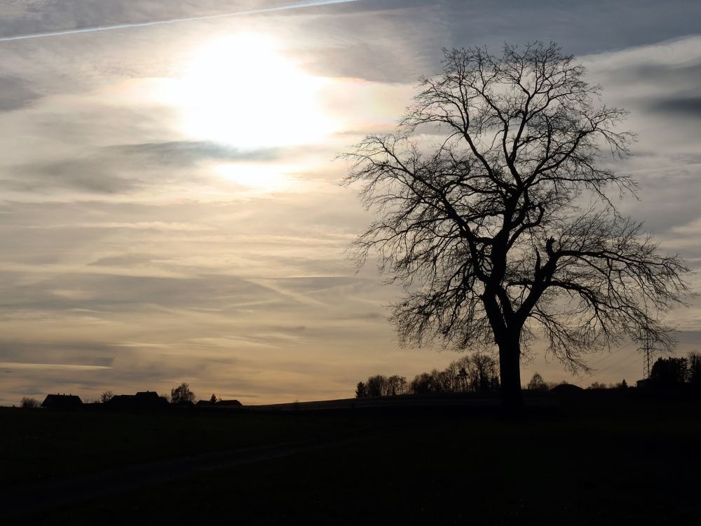 kahler Baum im Gegenlicht