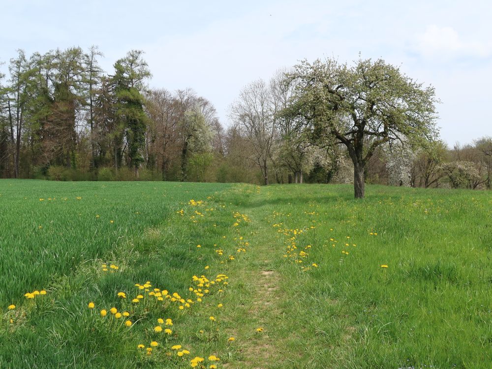 Pfad am Büelagger