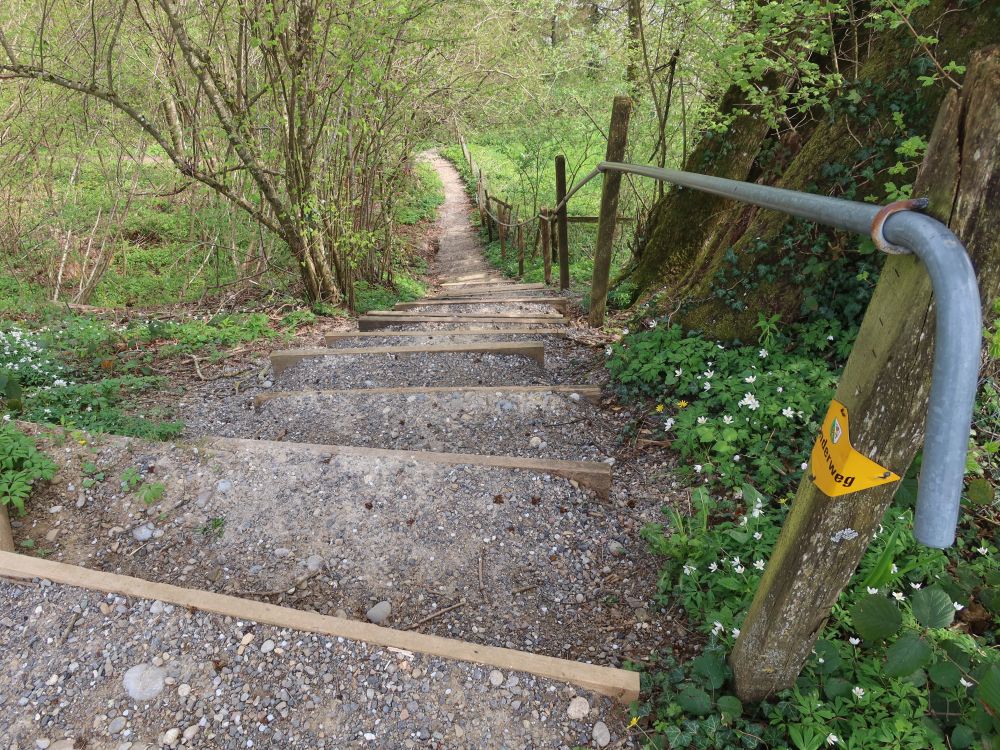 Treppe ins Tobelholz