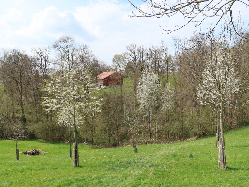 blühende Bäume am Tobelholz