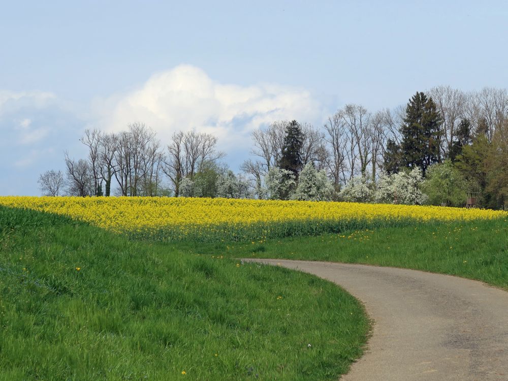 blühendes Rapsfeld