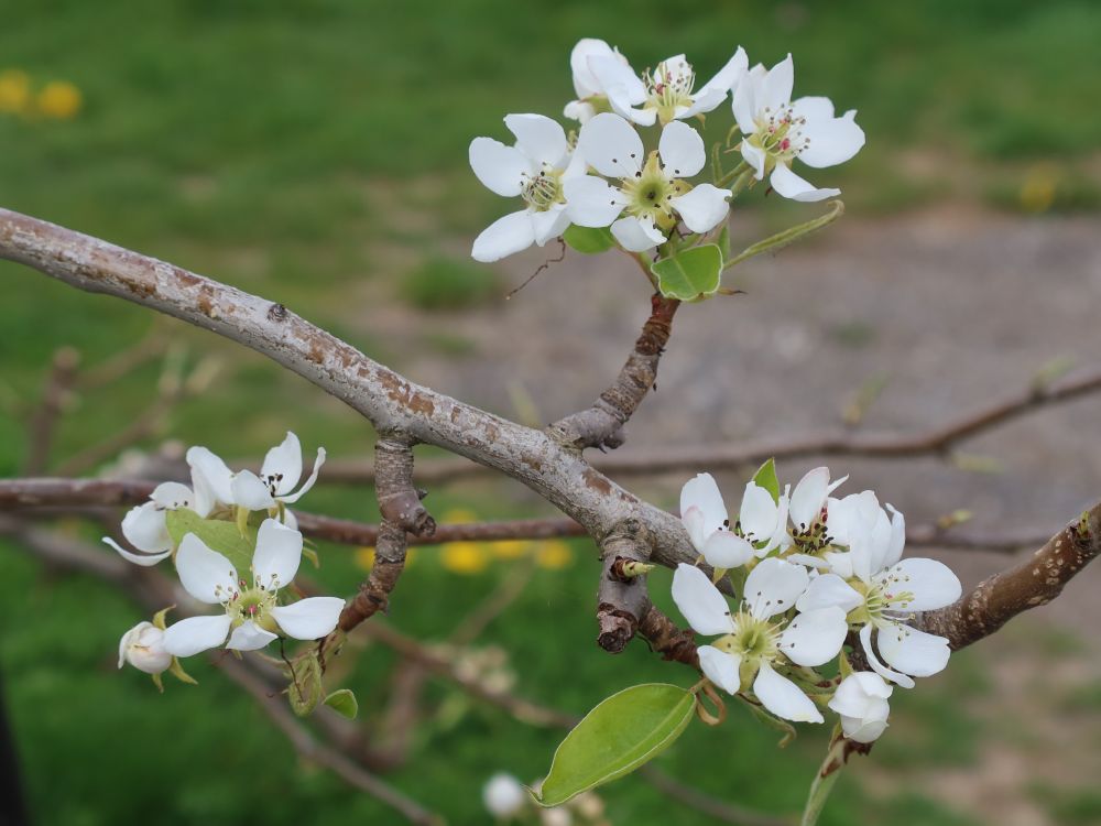 Apfelblüten