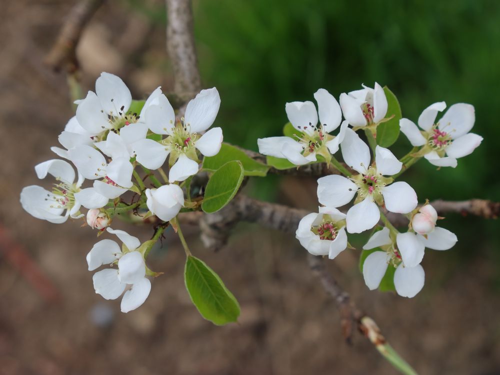 Apfelblüten