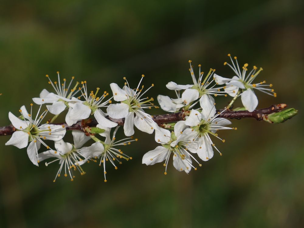 Schlehenblüte