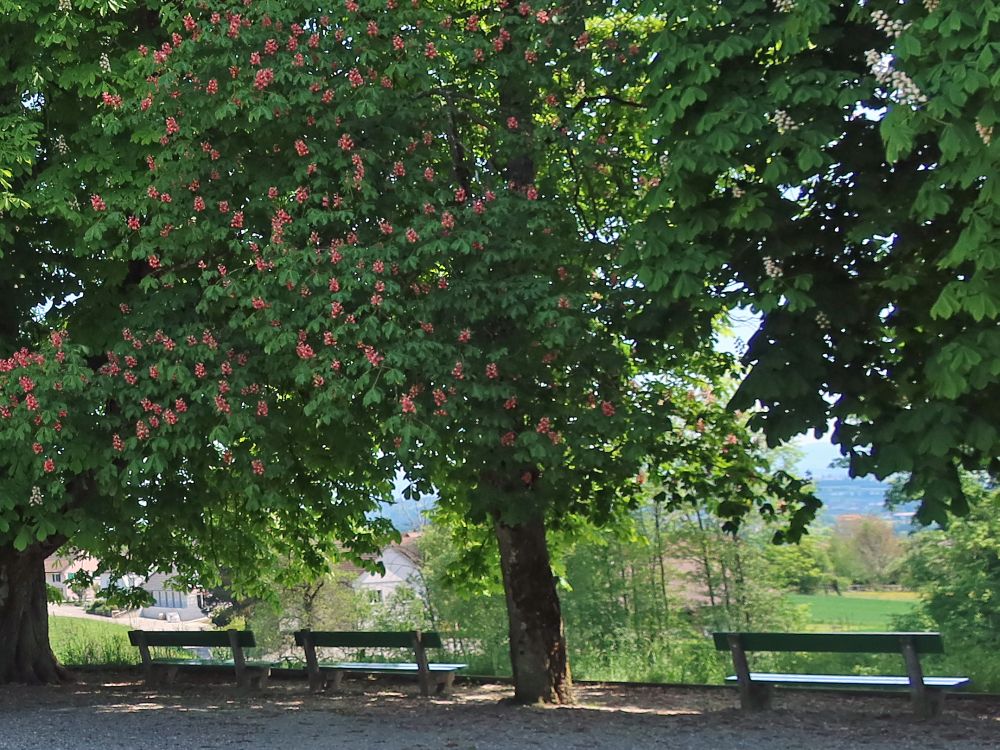 blühende Kastanienbäume