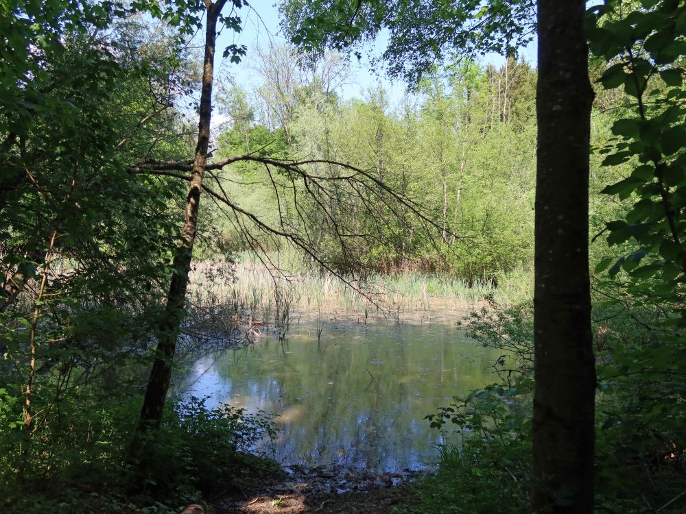 Teich bei Stägwis