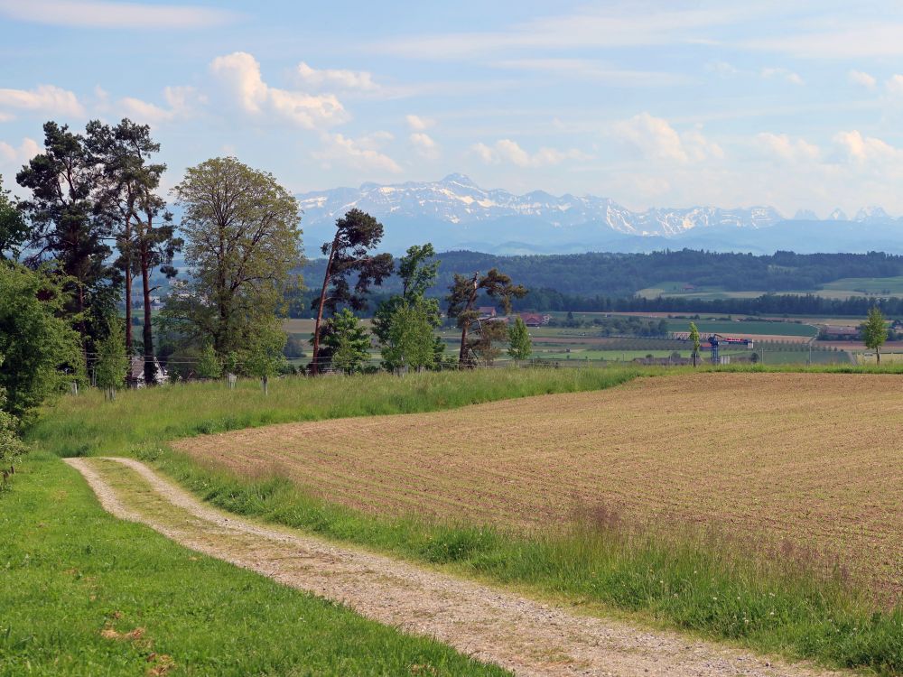 Säntisblick