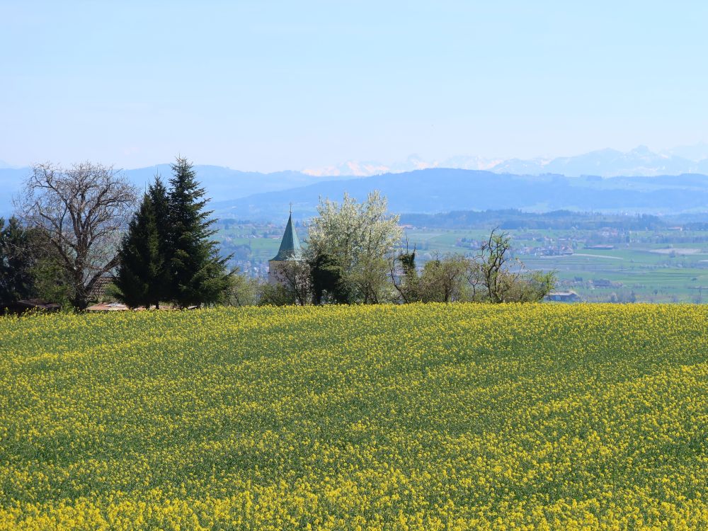 Rapsfeld und Kirchturmspitze