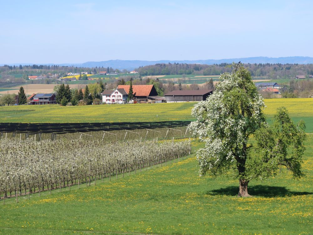 Bauernhof bei Engelswilen