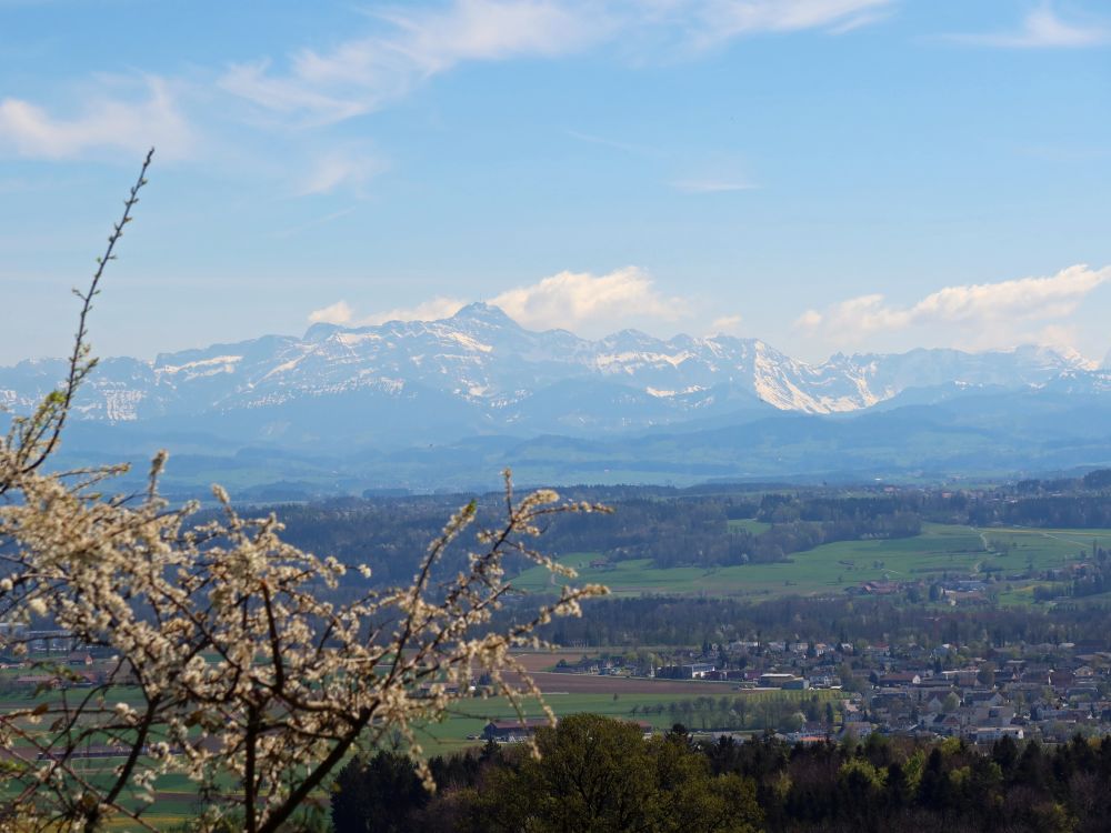 Baumblüte mit Säntis