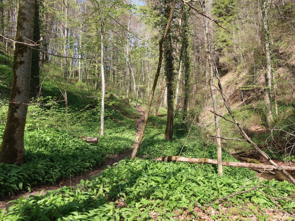 Bärlauchpfad im Schwarzweiertobel