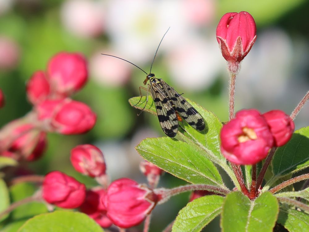 Blüten mit Insekt