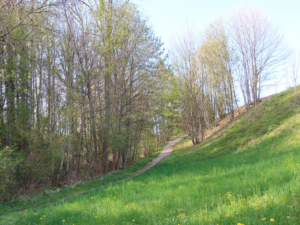 Wanderweg bei Rüüti