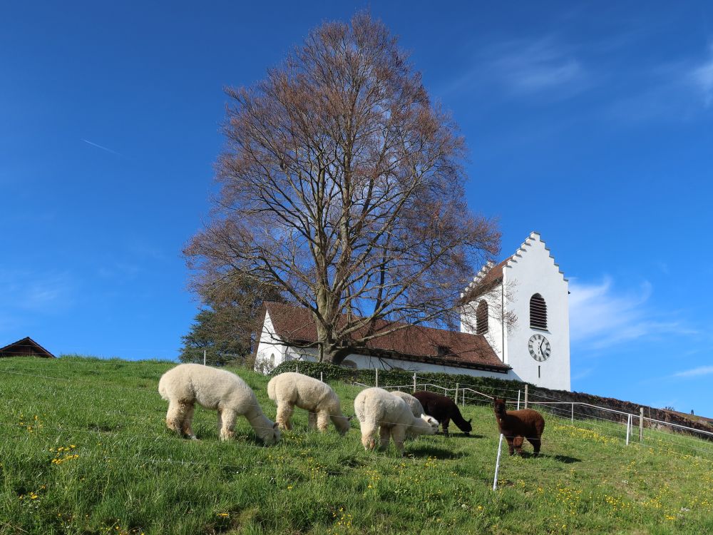 Alpakas unter der Kirche