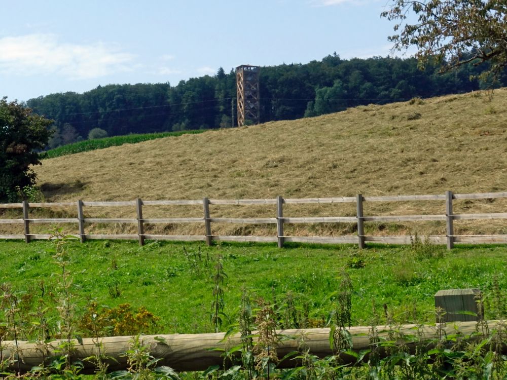 Hasenbergturm