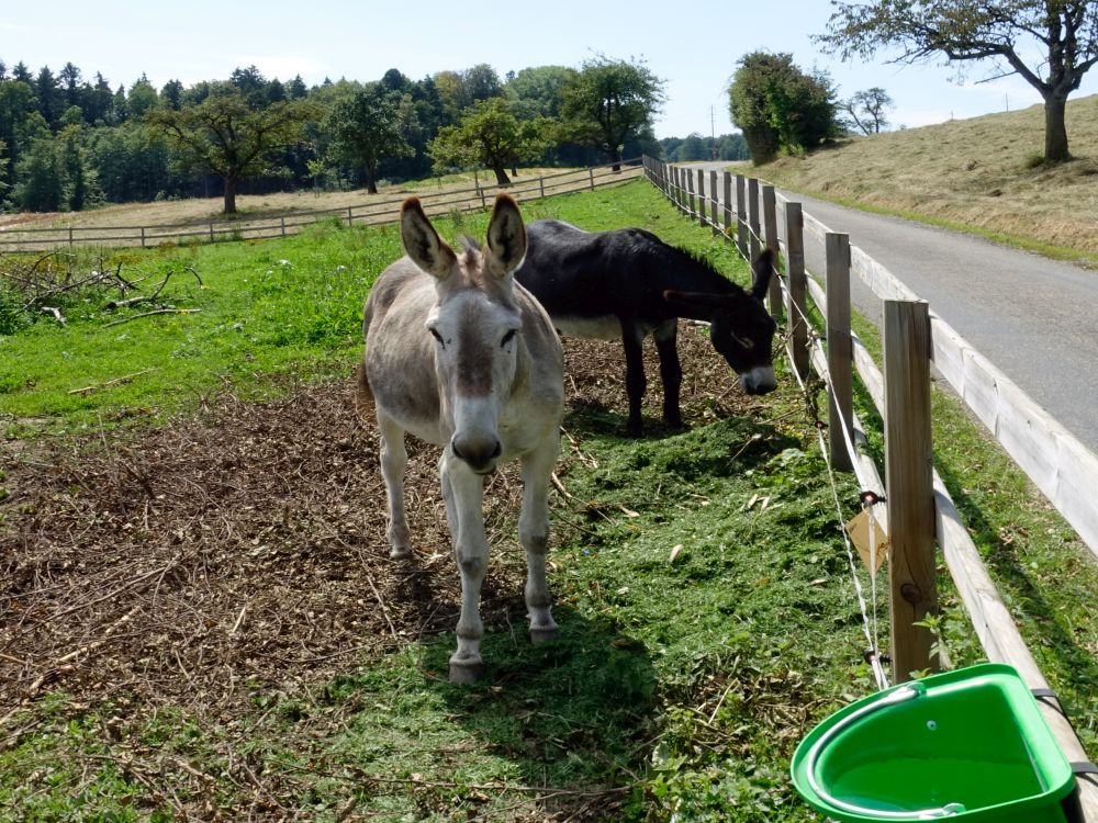 Esel bei Herrenberg