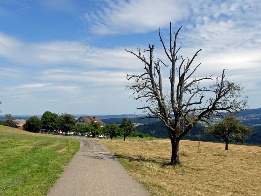 Toter Baum und Gasthof Herrenberg