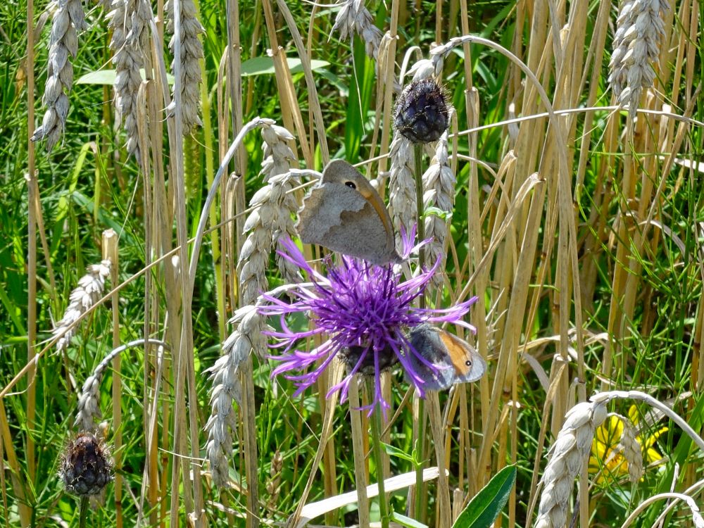 Schmetterling auf Blüte