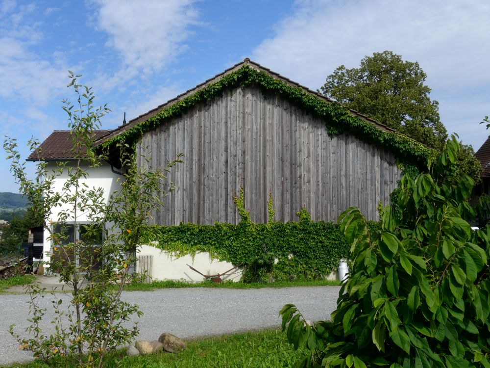 begrünte ScheinenWand Im Basi