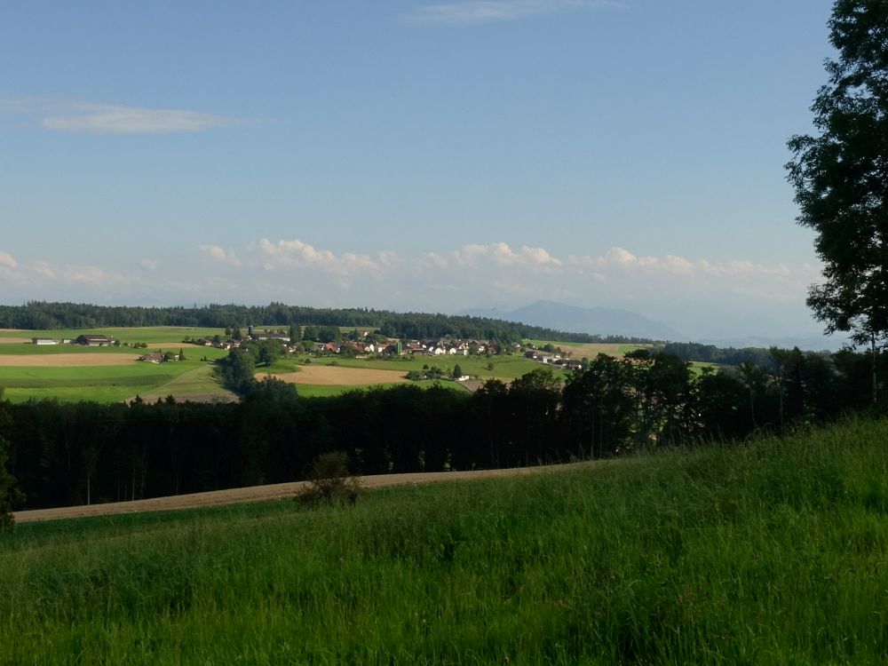 Blick Richtung Friedlisberg