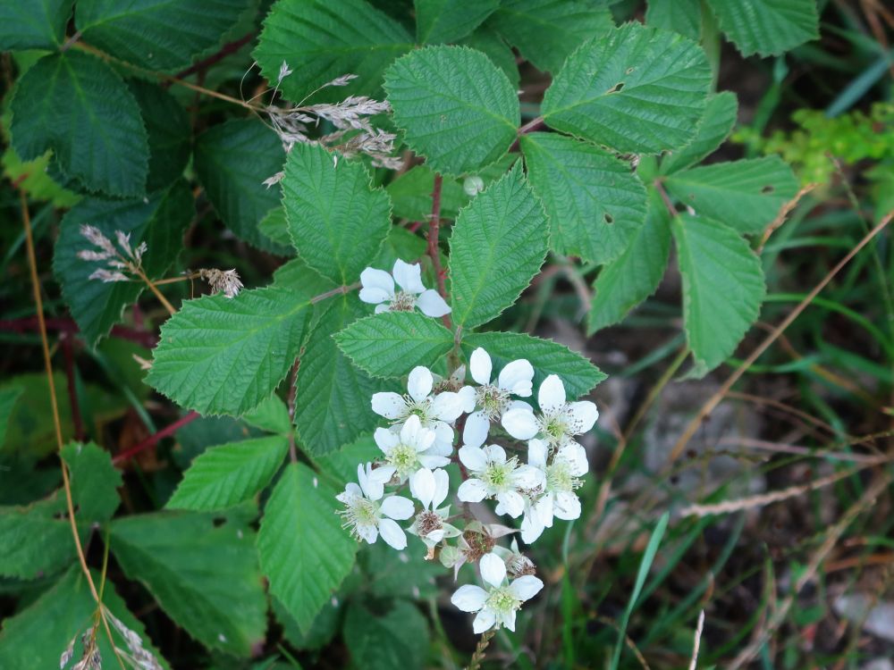 Brombeerblüten