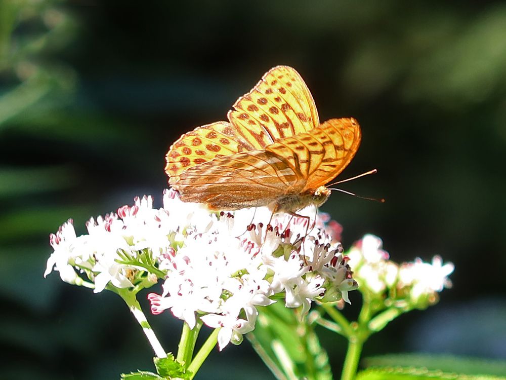 Schmetterling Perlmuttfalter