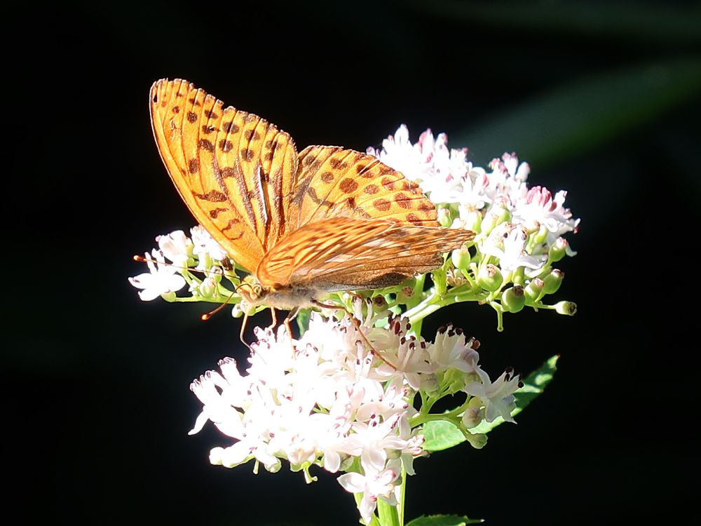 Schmetterling Perlmuttfalter