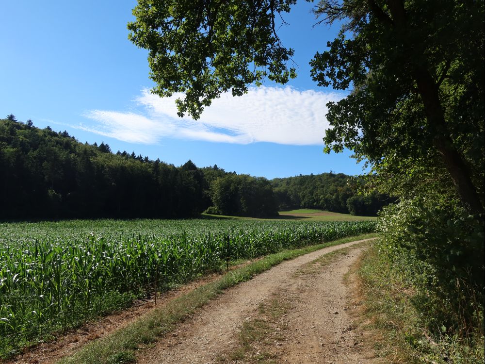 Weg im Eschmertaal