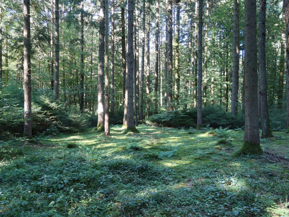 bemooster Waldboden