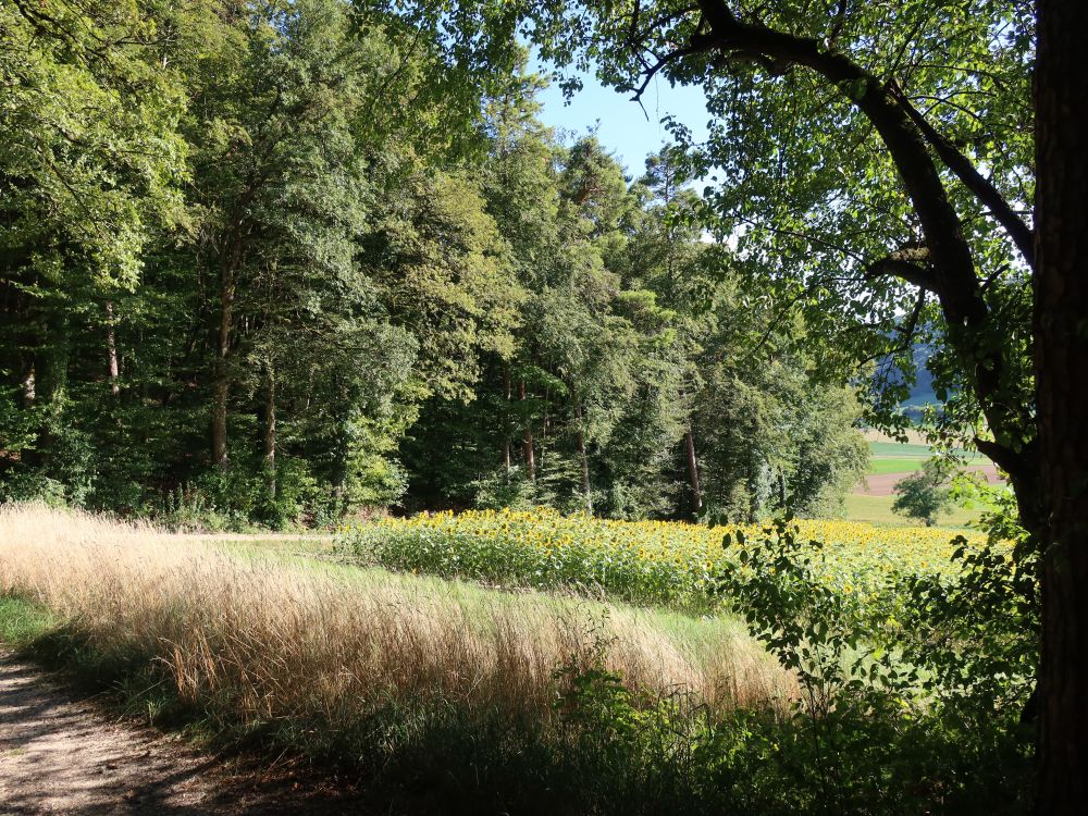 Sonnenblumen bei Unter Staufen