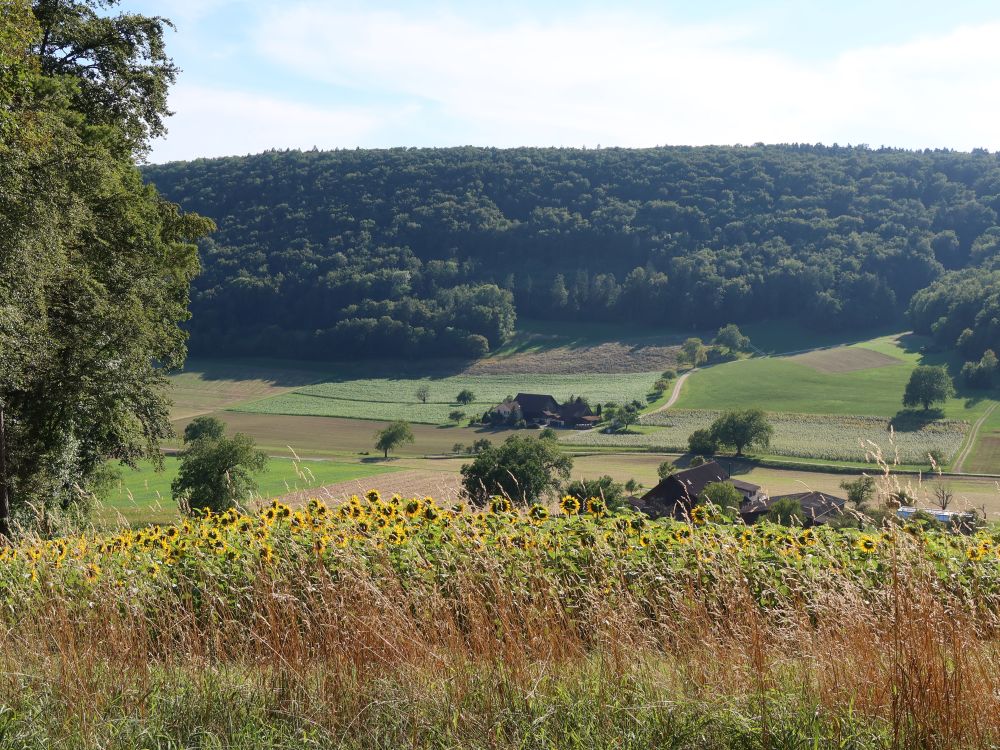 Sonnenblumen bei Unter Staufen