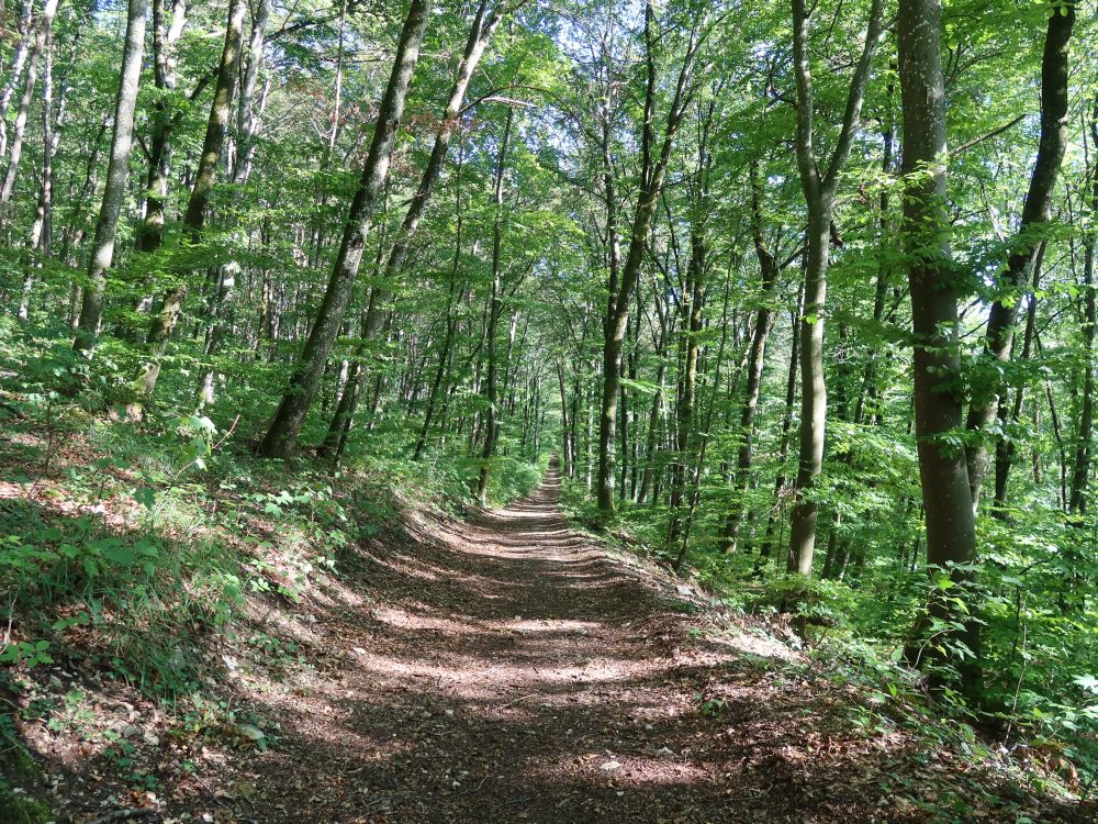 Waldweg