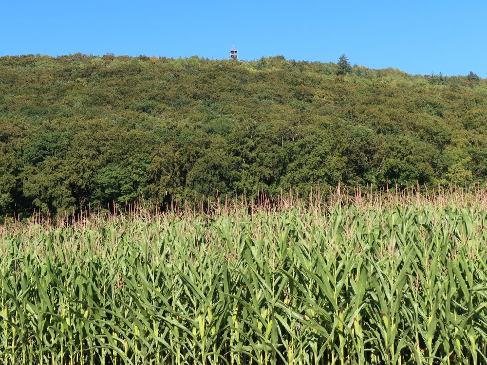 Beringer Randenturm über Wald und Maisfeld