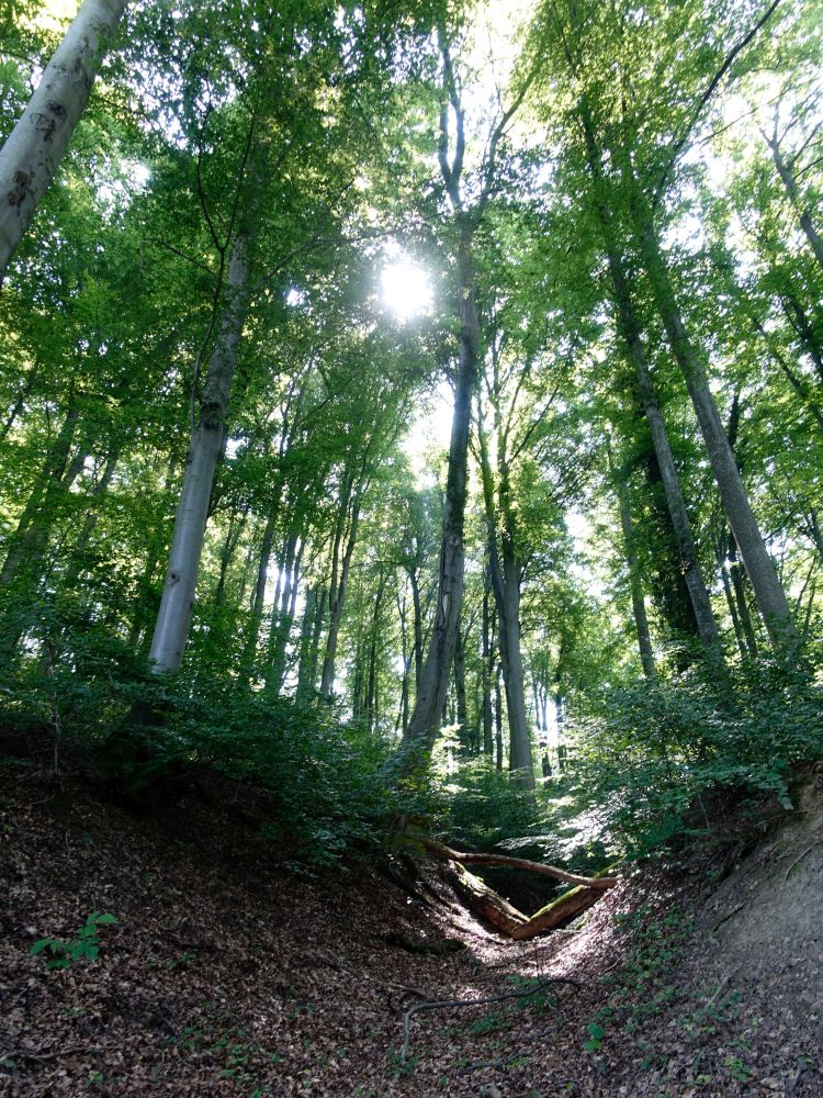 Hohlweg im Wald