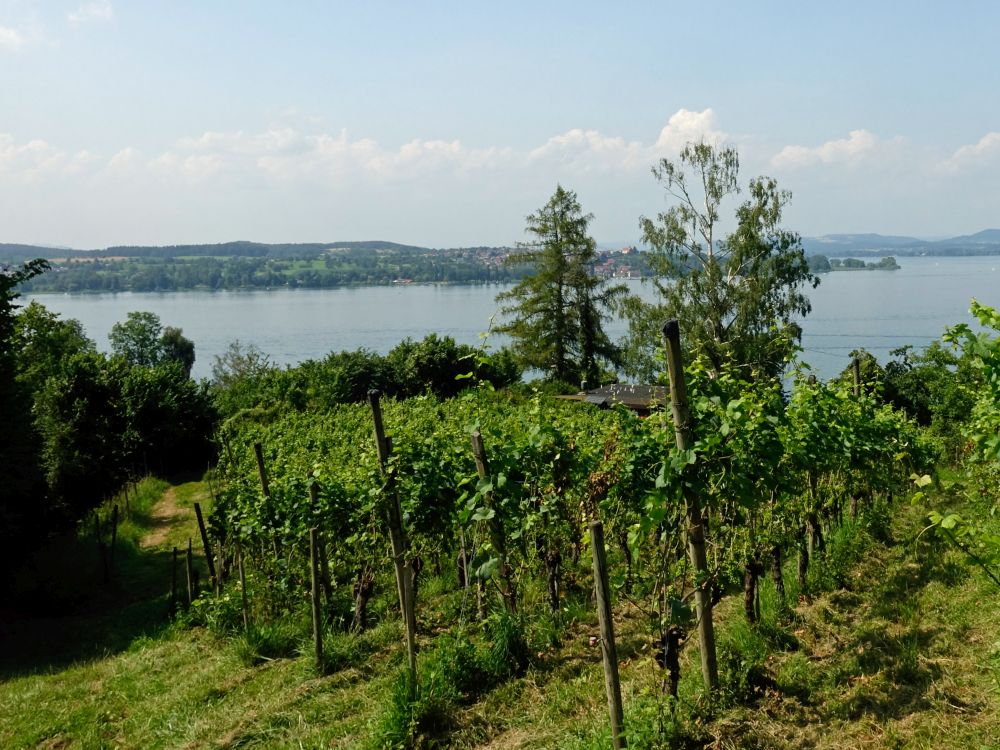 Weinreben und Höri im Hintergrund