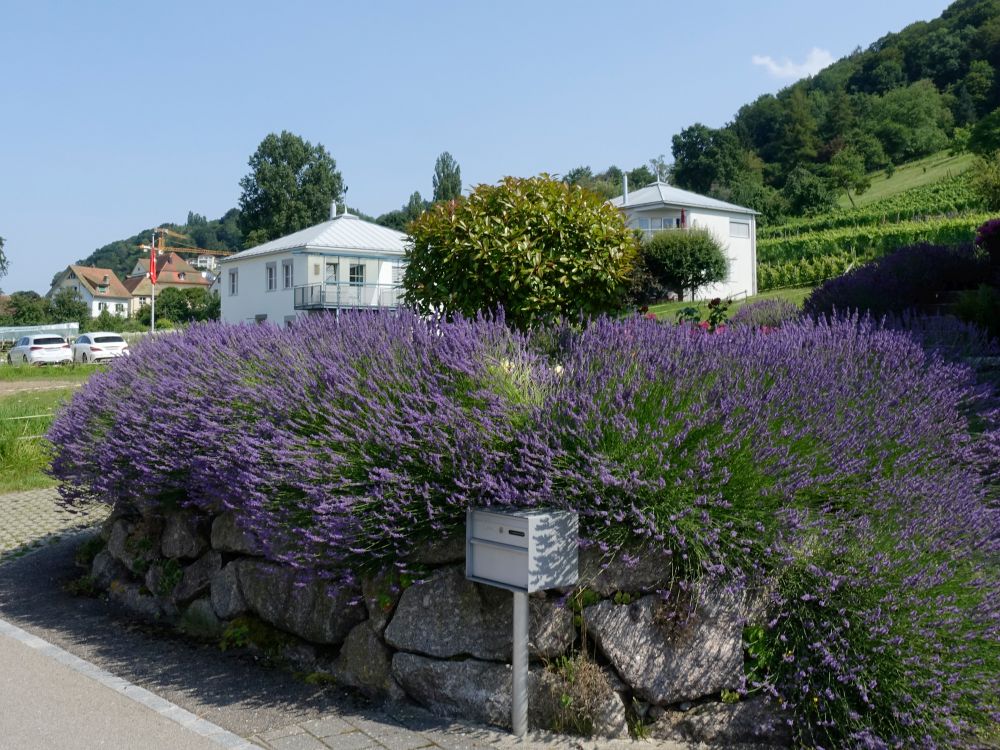 Lavendel