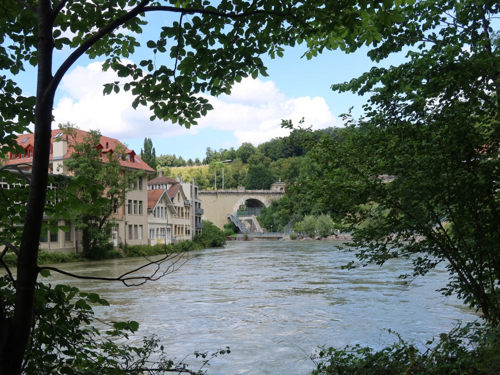 Blick durch eine Baumlücke auf die Aare