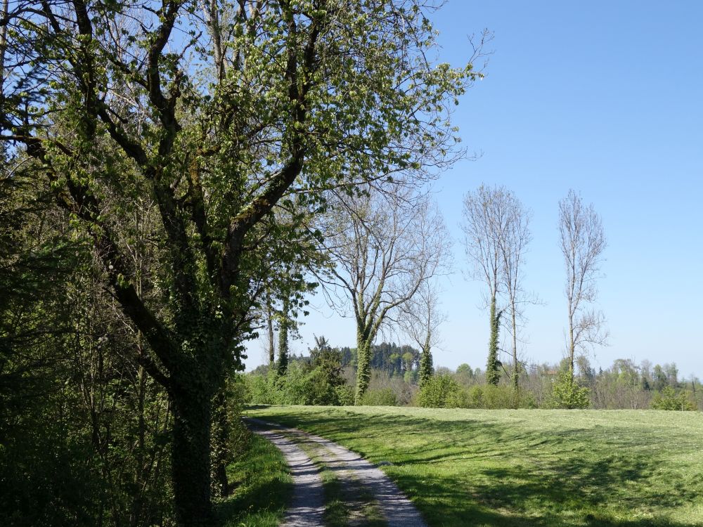 Weg bei Bleichenbach